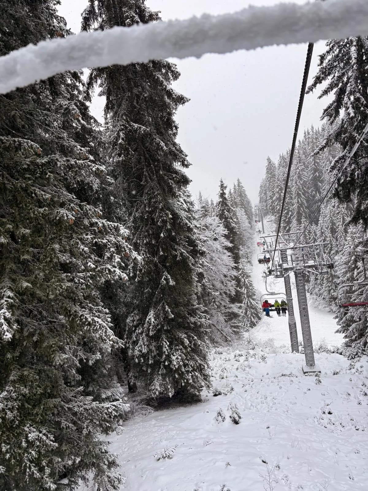 Pine forest climbing toward the up station of Yastrebets ski zone